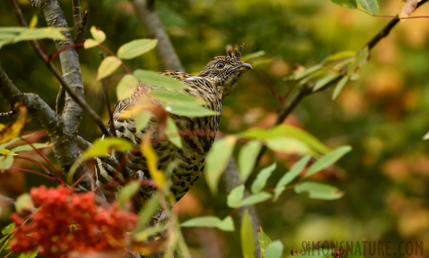 Bonasa umbellus umbelloides [400 mm, 1/320 Sek. bei f / 8.0, ISO 2500]